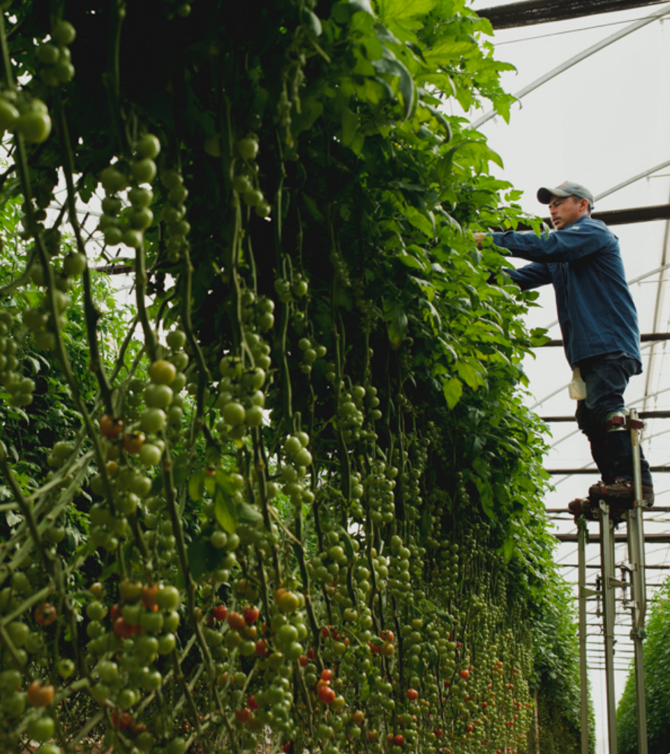 Hombre cosechando tomates