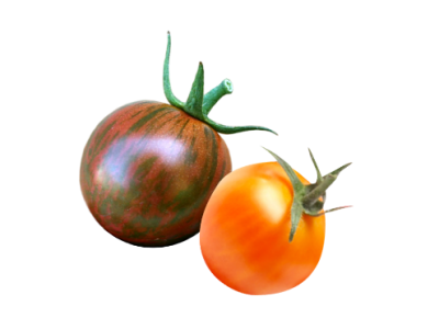 Medley tomato